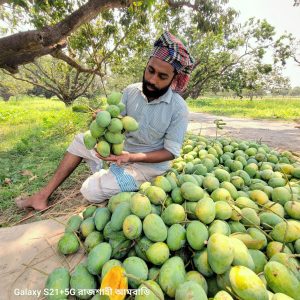 বাগানের কড়ামিষ্টি হিমসাগর (10 কেজি) ফ্রি হোম ডেলিভারি
