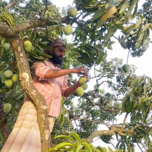 বাগানের কড়ামিষ্টি হিমসাগর (20 কেজি) ফ্রি পয়েন্ট ডেলিভারি