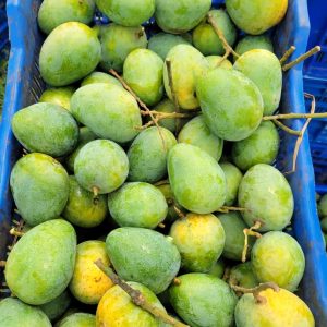 বাগানের কড়ামিষ্টি হিমসাগর (10 কেজি) ফ্রি পয়েন্ট ডেলিভারি